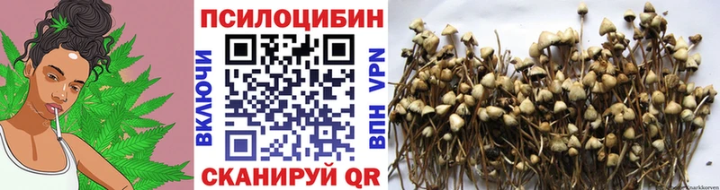 Купить закладки  Боготол  Псилоцибиновые грибы Cubensis 